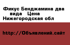 Фикус Бенджамина два вида › Цена ­ 1 500 - Нижегородская обл.  »    